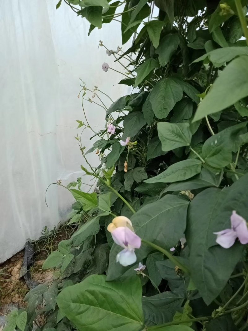 干豆角价格优质量好货物有保证