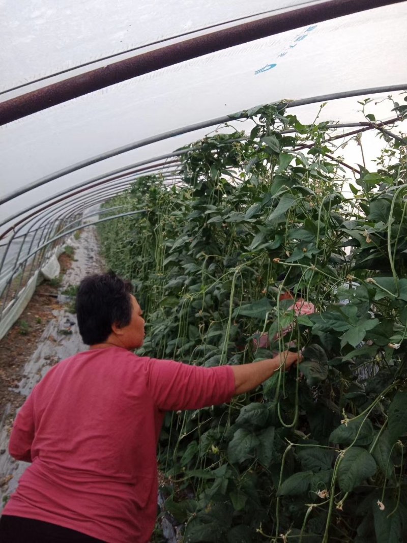 干豆角价格优质量好货物有保证