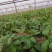 干豆角价格优质量好货物有保证