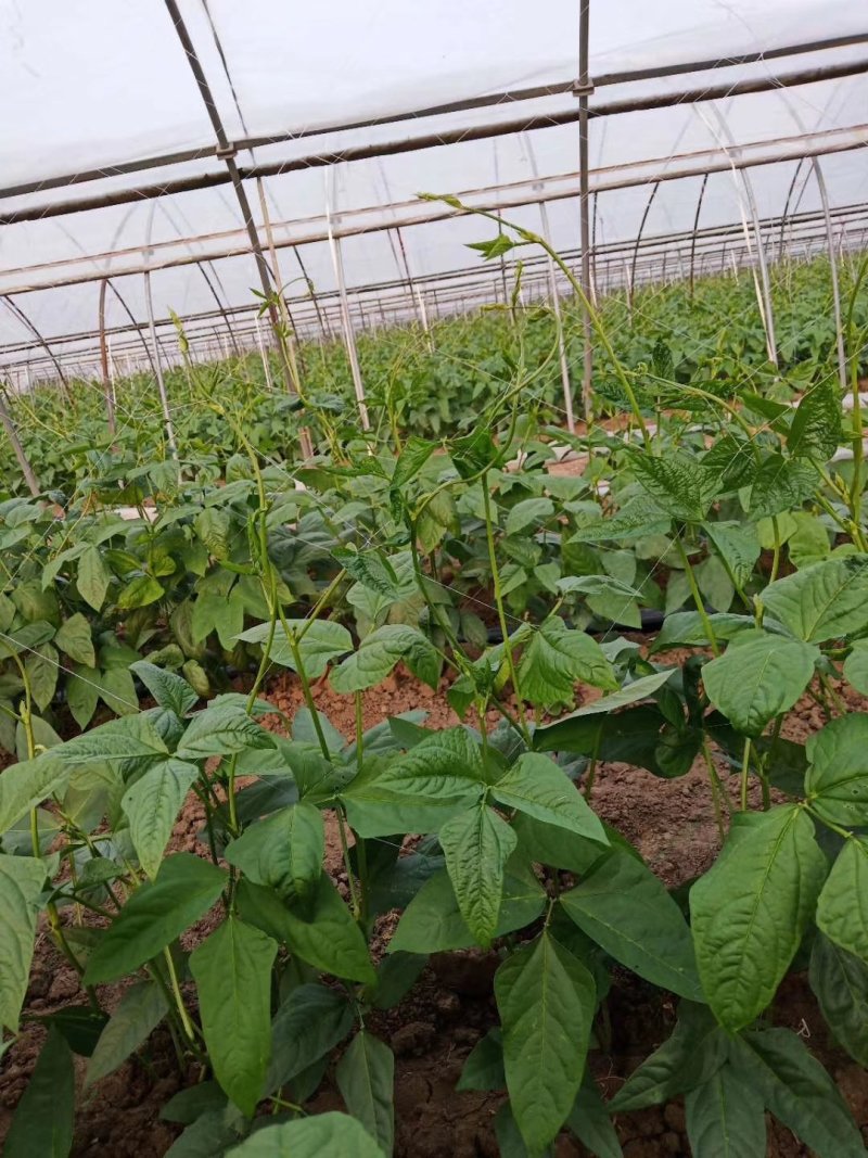干豆角价格优质量好货物有保证