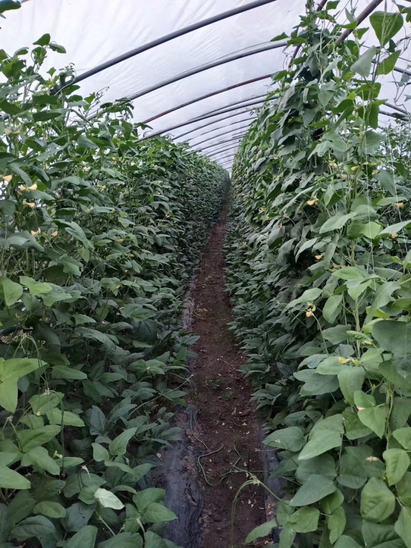 干豆角价格优质量好货物有保证
