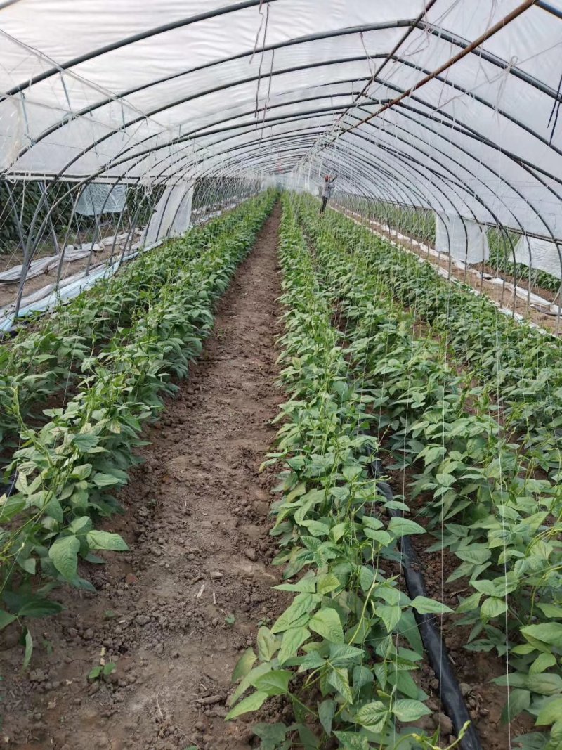 干豆角价格优质量好货物有保证