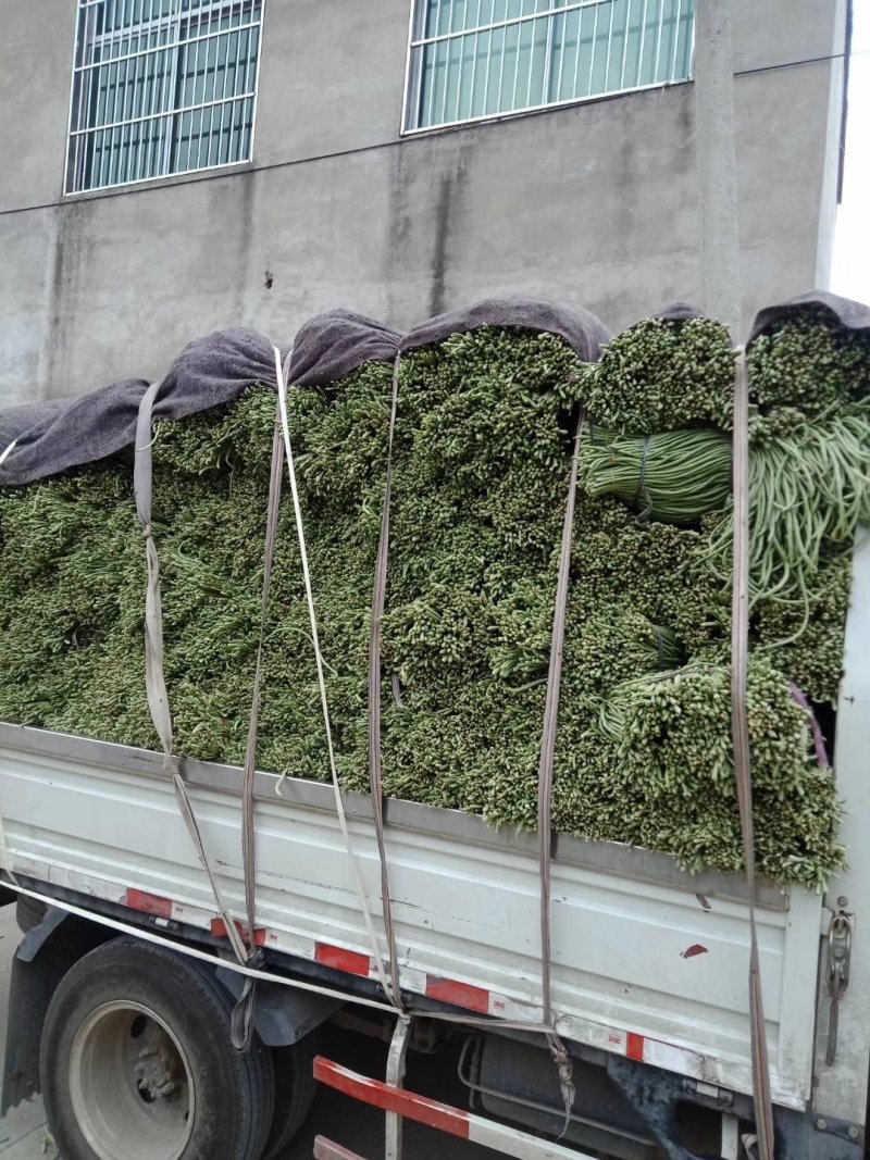 干豆角价格优质量好货物有保证