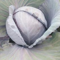 兰州高原夏菜精品紫甘蓝大量上市中，产地直供，一手货源