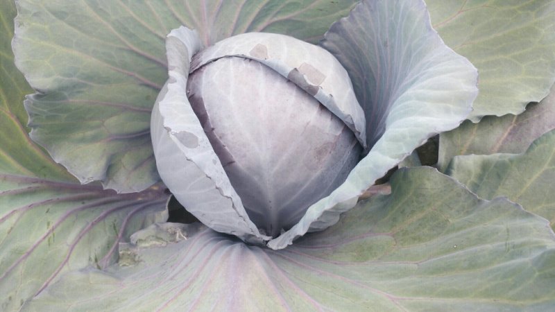 兰州高原夏菜精品紫甘蓝大量上市中，产地直供，一手货源