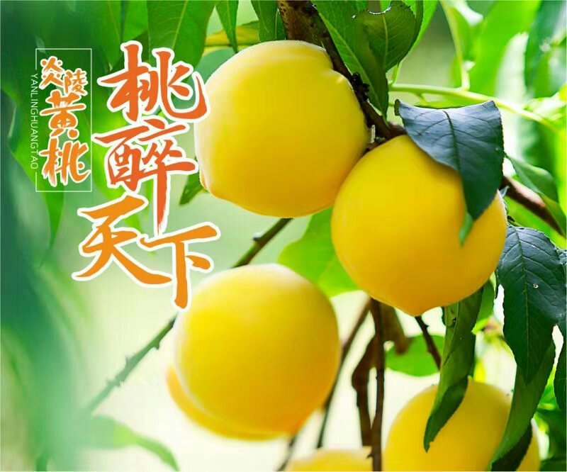 炎陵精品炎陵黄桃产地直发诚招电商代理批发欢迎实地考察来电