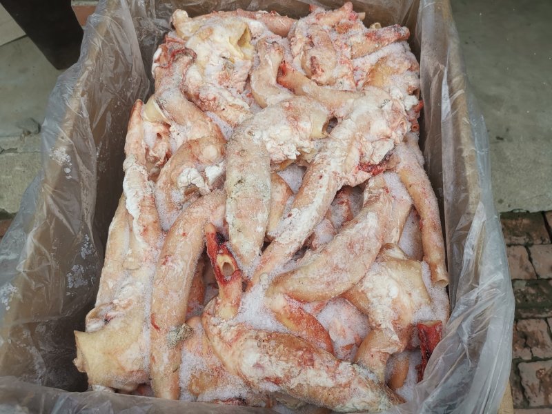 大公牛牛心管