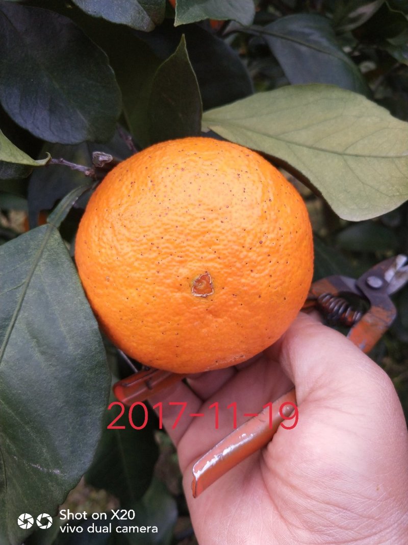 爱媛28（红美人柑橘苗）苗圃直供苗木粗壮根系发达有检疫证
