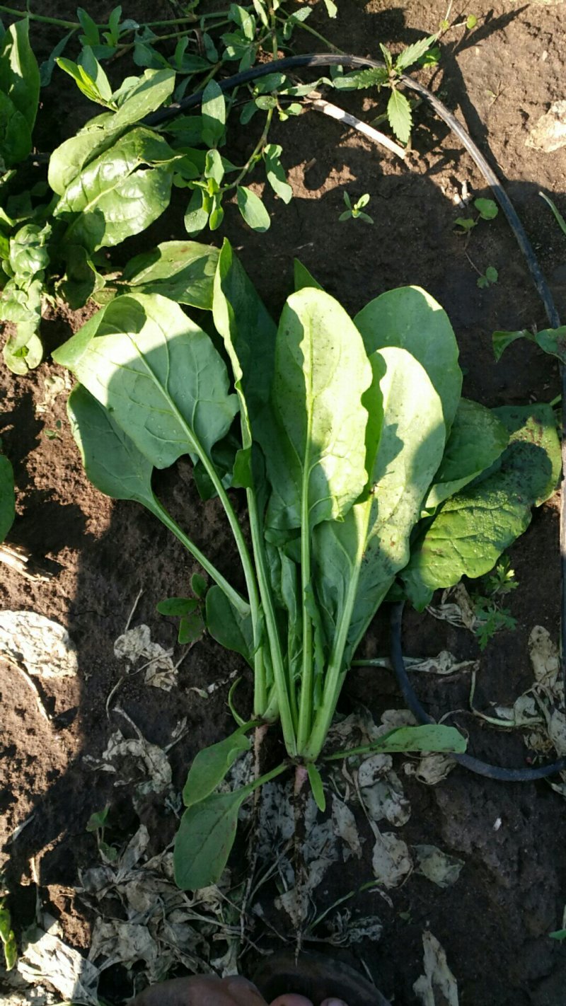 大叶菠菜