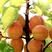 杏树荷兰香蜜杏丰圆红杏树苗新疆巨王杏树苗