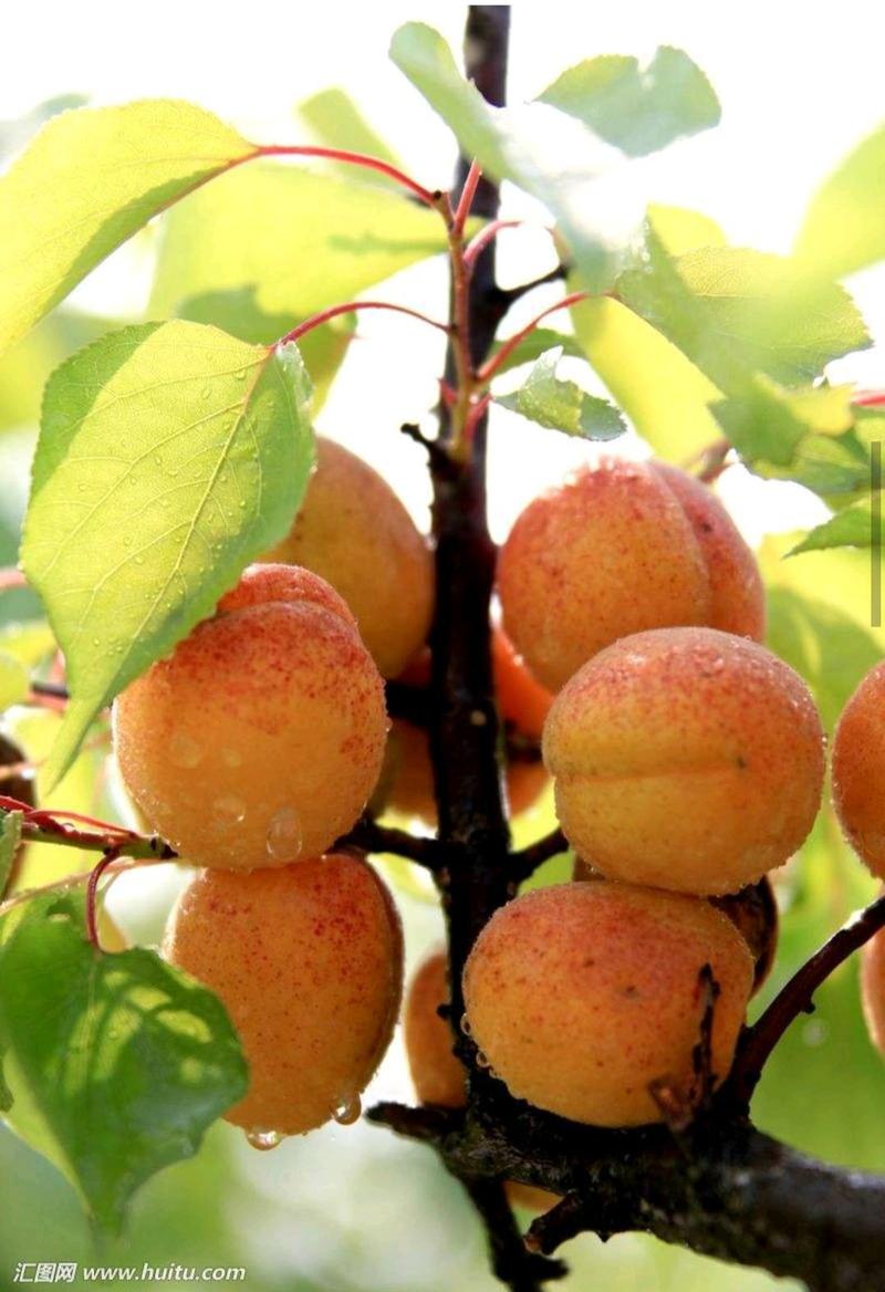 杏树荷兰香蜜杏丰圆红杏树苗新疆巨王杏树苗