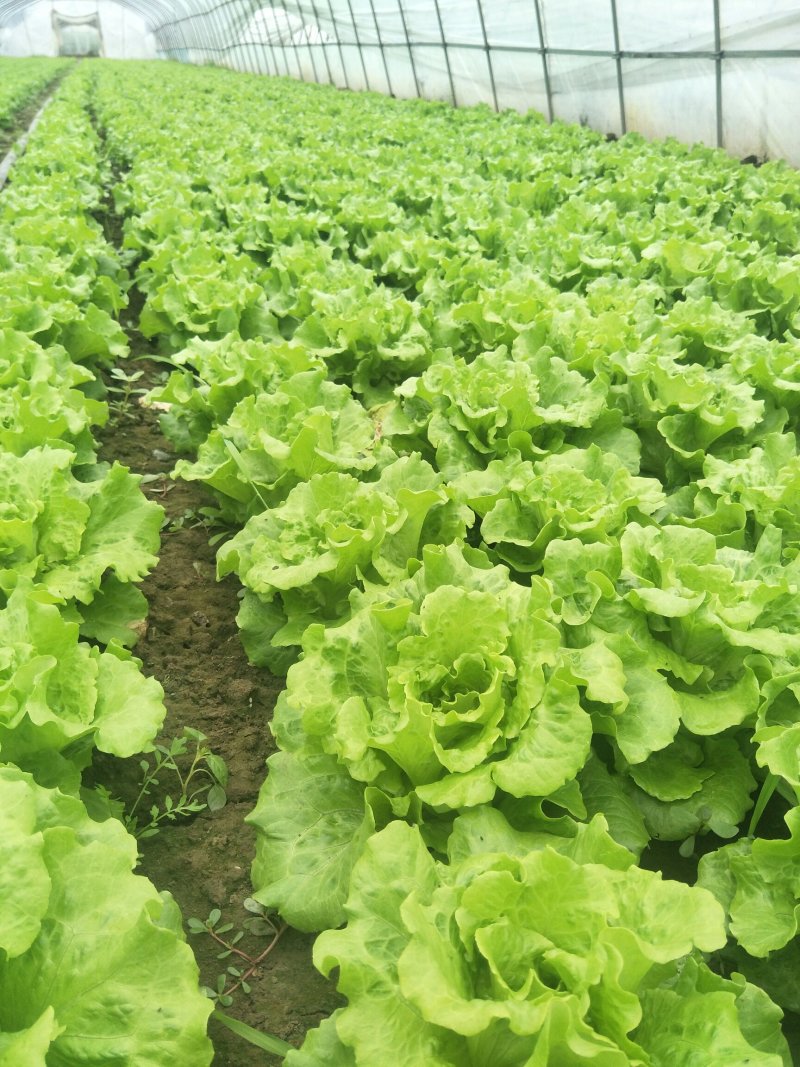 青菜，南通上海青，常年不断货，产地直发，价格优惠