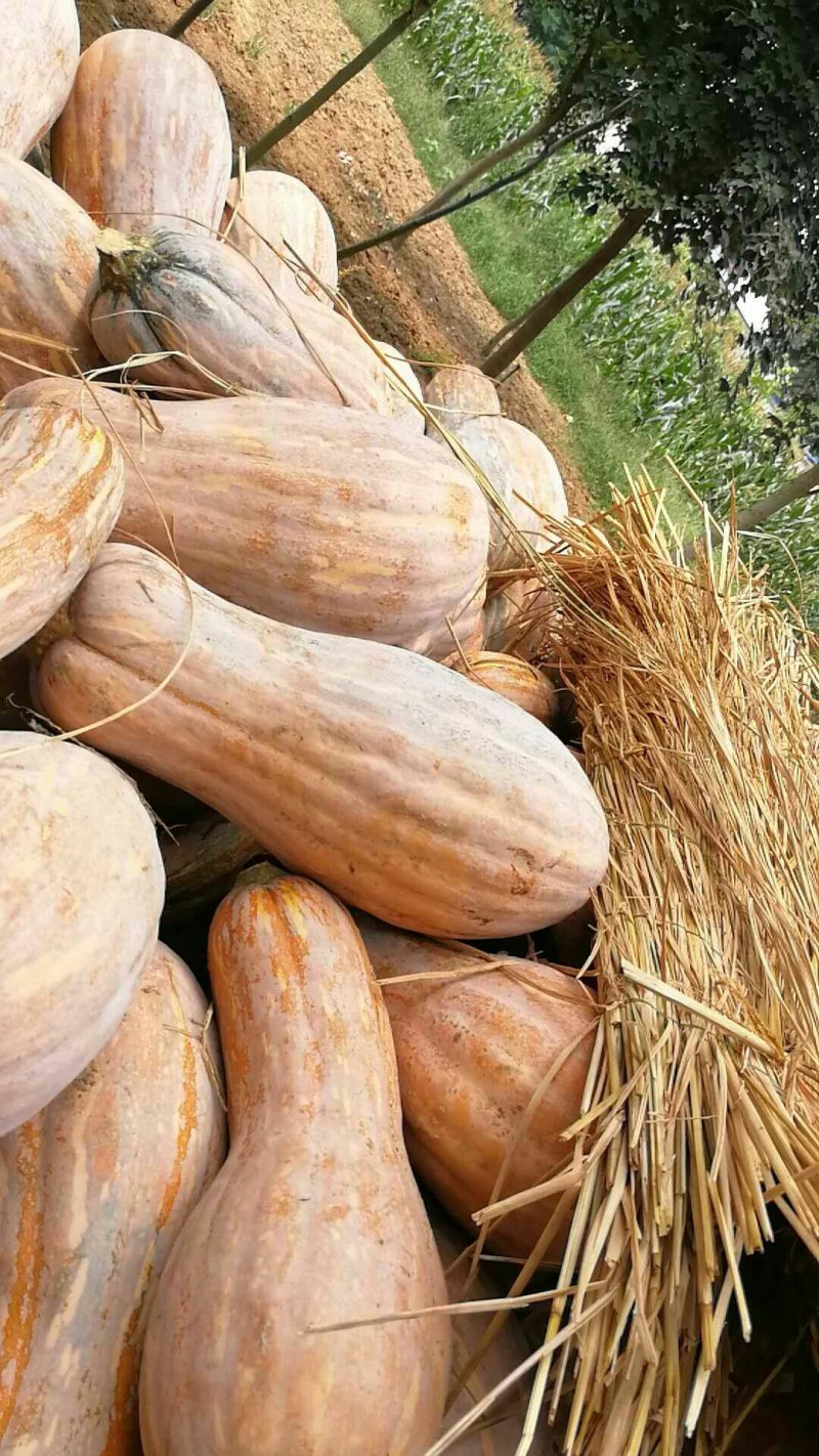 金韩蜜本南瓜一金茂特优蜜本南瓜！长条形颜色红！面甜肉红