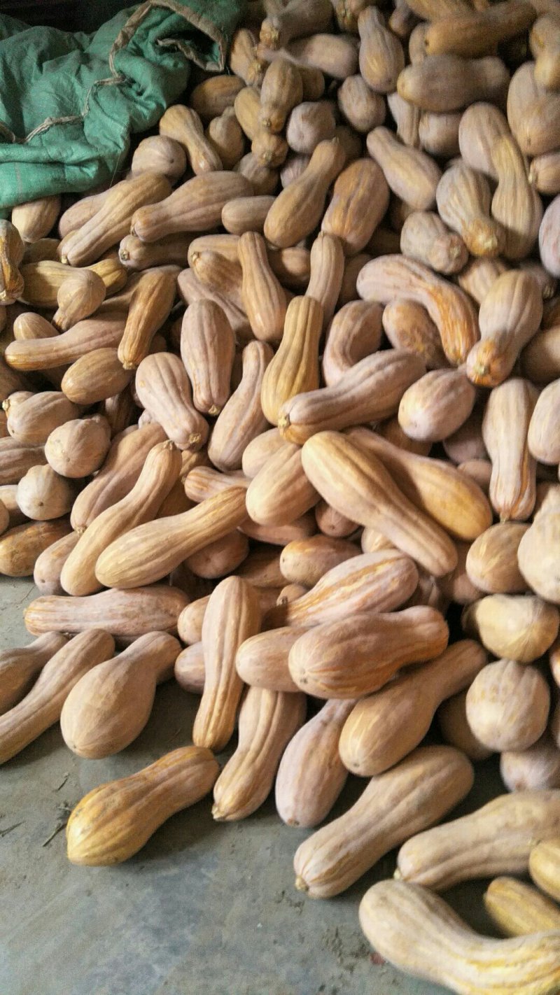 金韩蜜本南瓜一金茂特优蜜本南瓜！长条形颜色红！面甜肉红