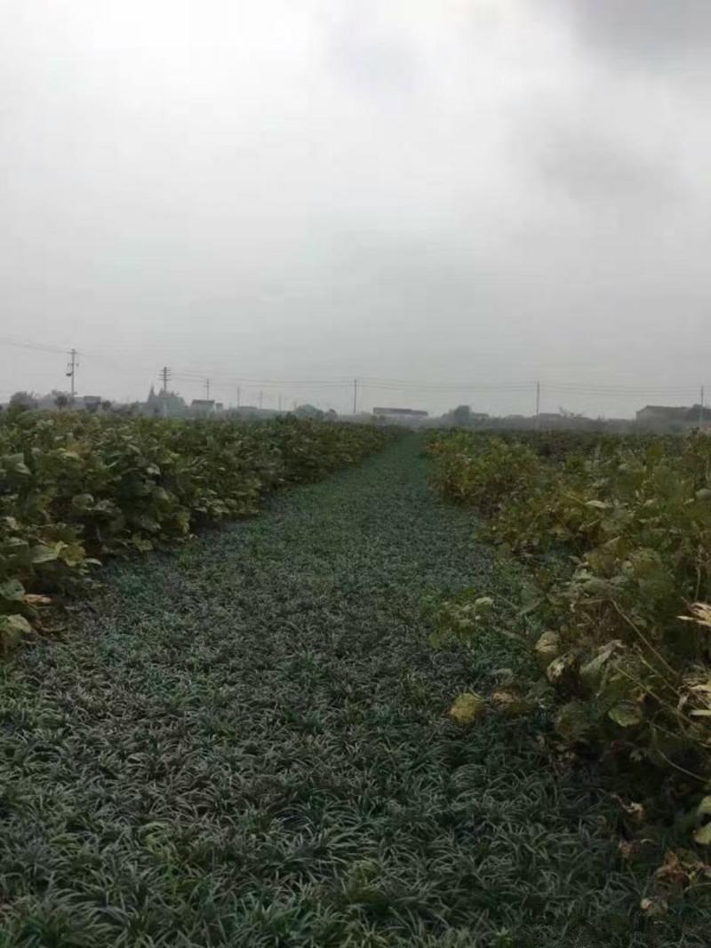 常年批发供应日本矮麦冬价格低质量优苗圃货