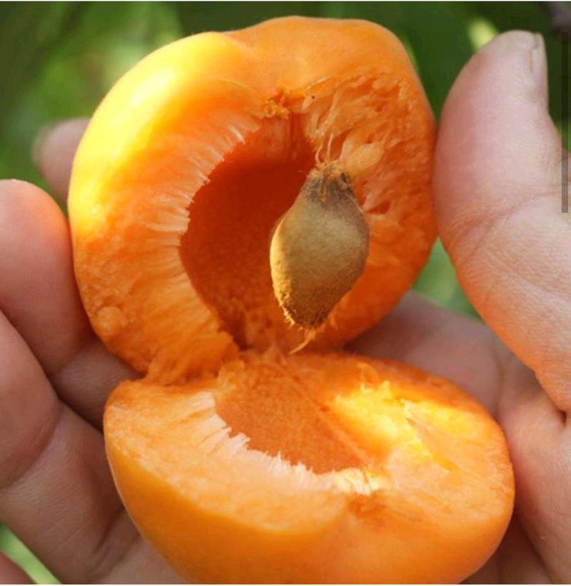 杏树金太阳杏树苗，凯特杏树苗，珍珠油杏新疆巨杏树苗。