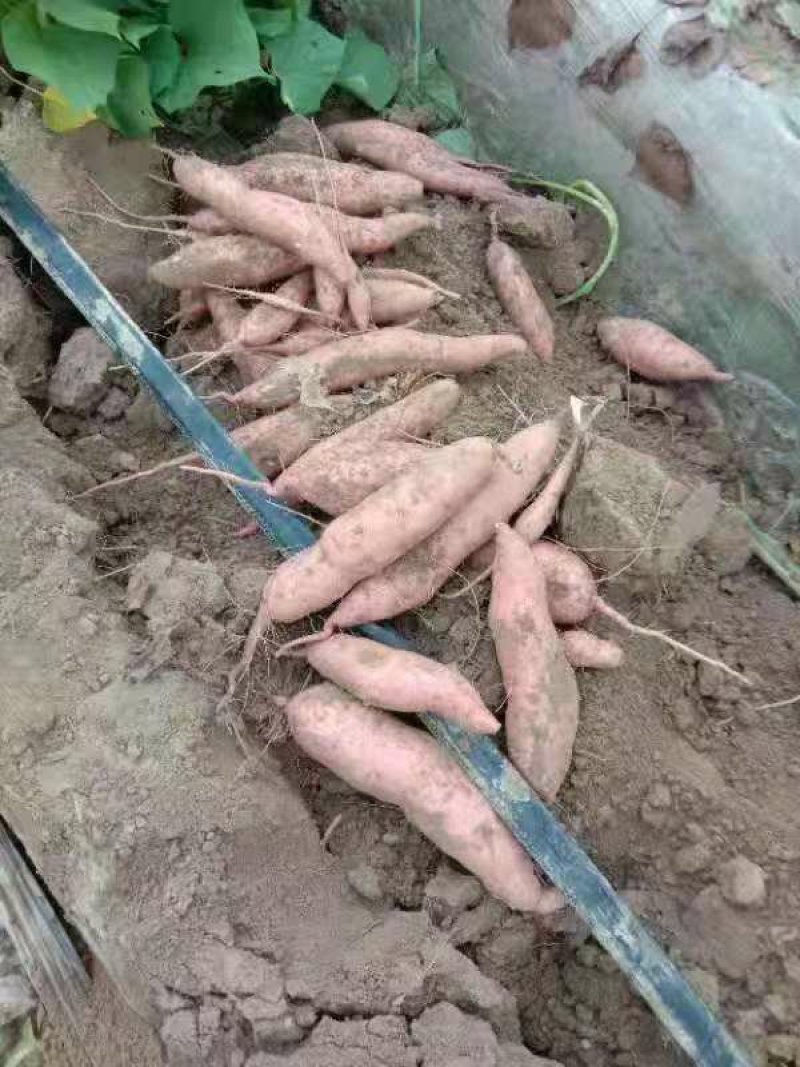 河南开封龙薯9号红薯大量供应口感好产地发货量大优惠
