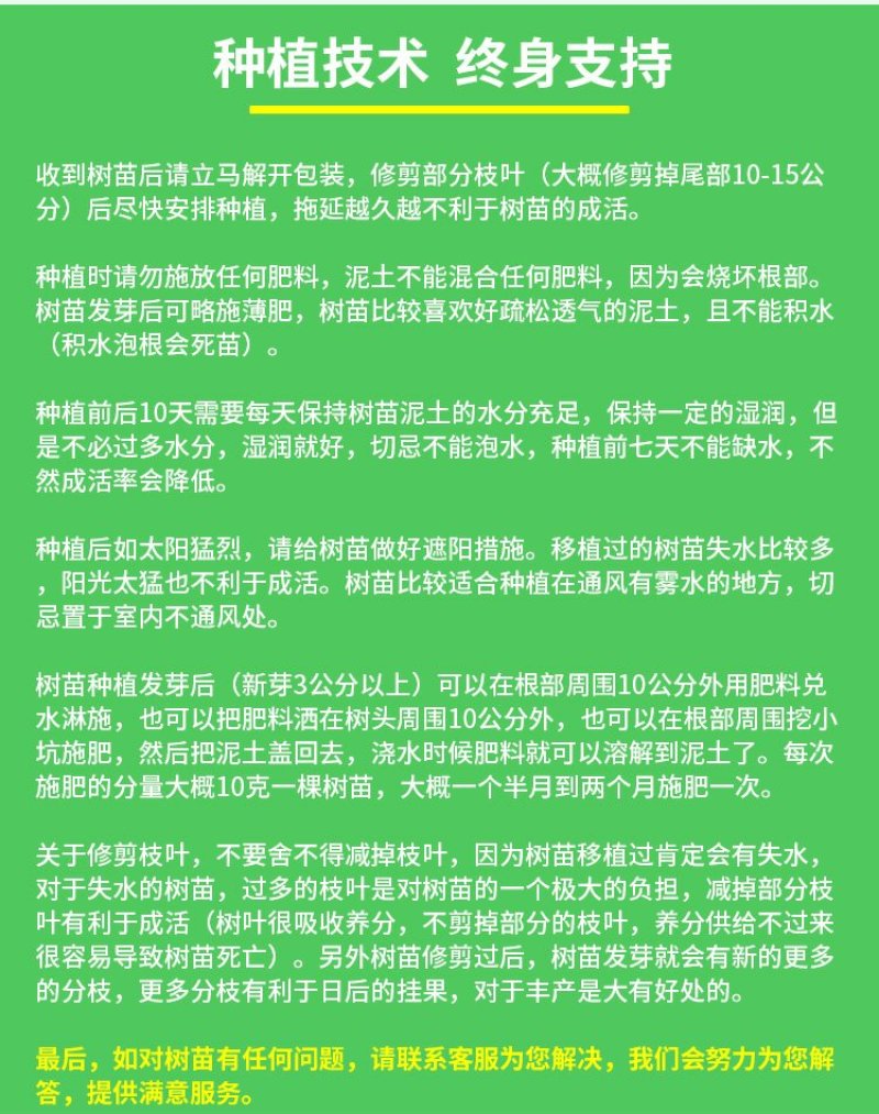 红心猕猴桃果树苗盆栽嫁接苗黄心弥猴桃树苗