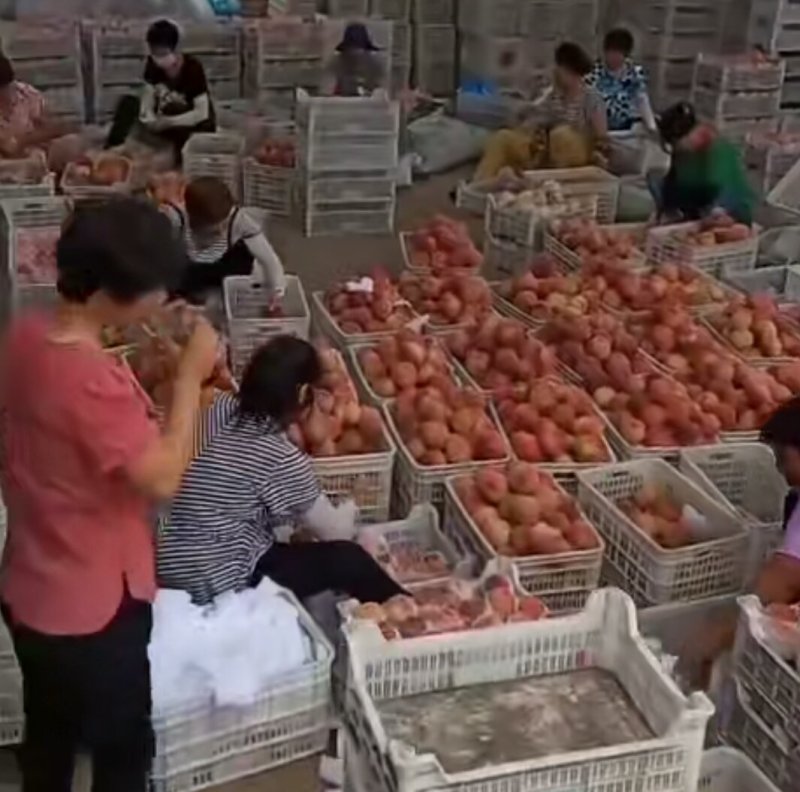 以结束不套袋的绿化九桃大量上市啦有需要的老板联系我