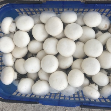 3-6切跟菇，日产4000斤，非诚勿扰