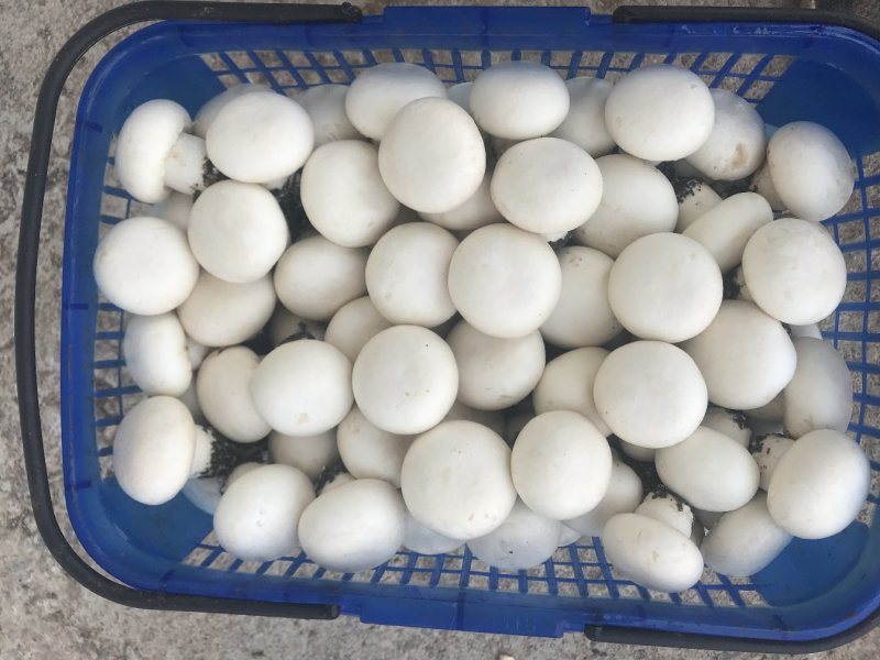 3-6切跟菇，日产4000斤，非诚勿扰