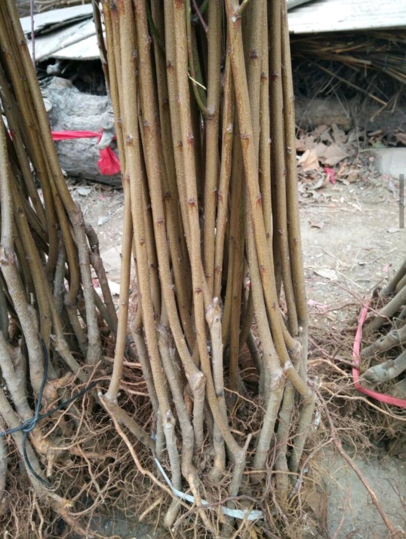 李子树、味帝，黄香槟，恐龙蛋黑总统李青脆前卫李子