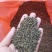 吴茱萸小花统货正品本地货