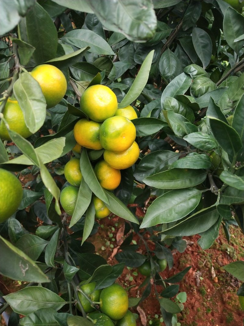 云南蜜橘，柑橘，桔子，特早蜜桔云南高原蜜桔