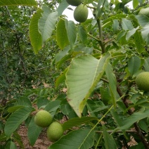 核桃，青皮核桃，又名新疆大核桃