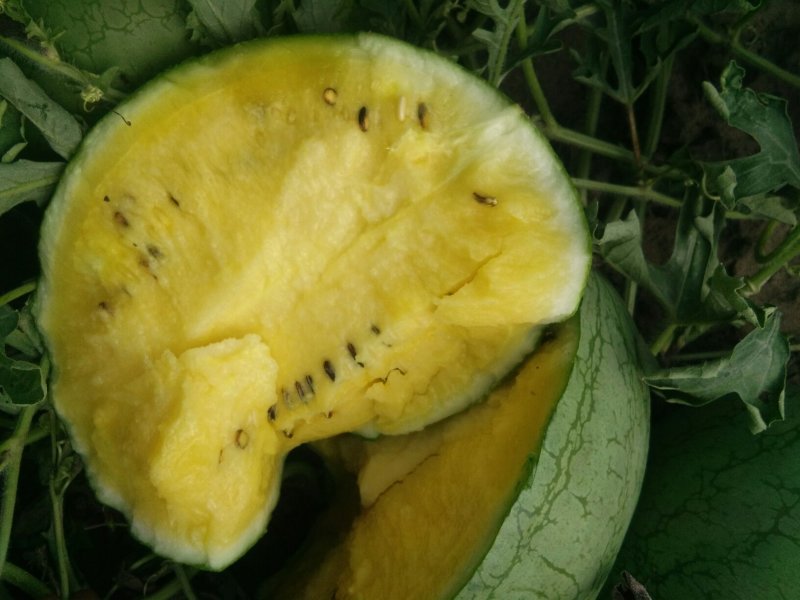 菠萝蜜西瓜，