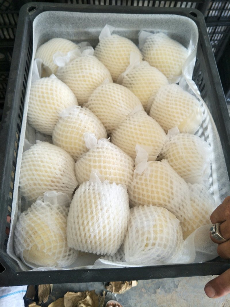 大量供应皇冠梨，出口砀山皇冠梨。欢迎电商入驻