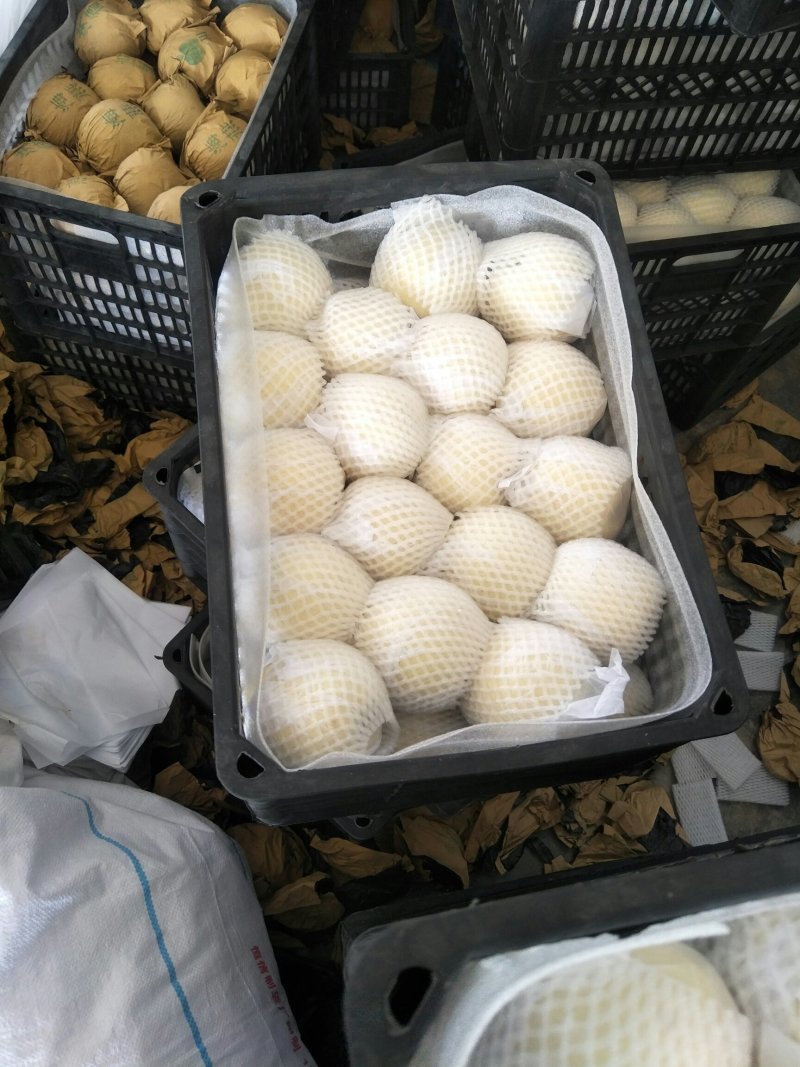 大量供应皇冠梨，出口砀山皇冠梨。欢迎电商入驻