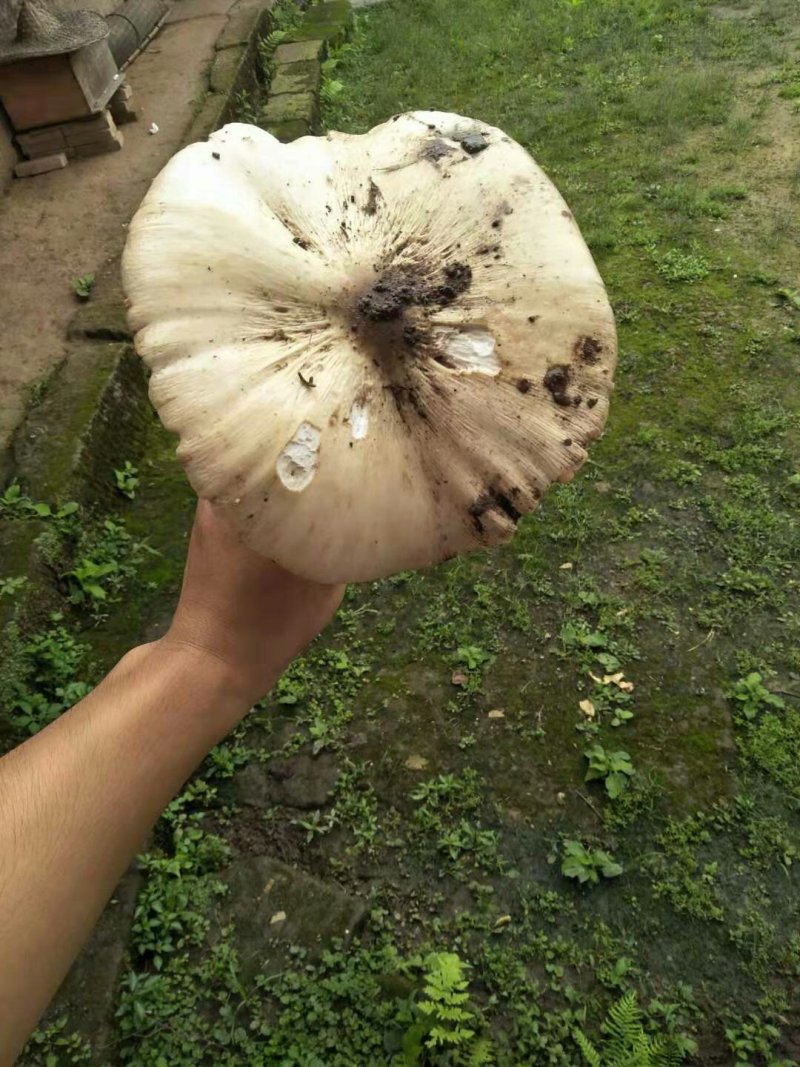 鸡枞菌，全野生，味道极为鲜美，可遇而不可求