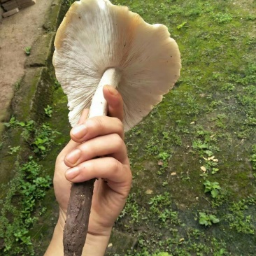 鸡枞菌，全野生，味道极为鲜美，可遇而不可求