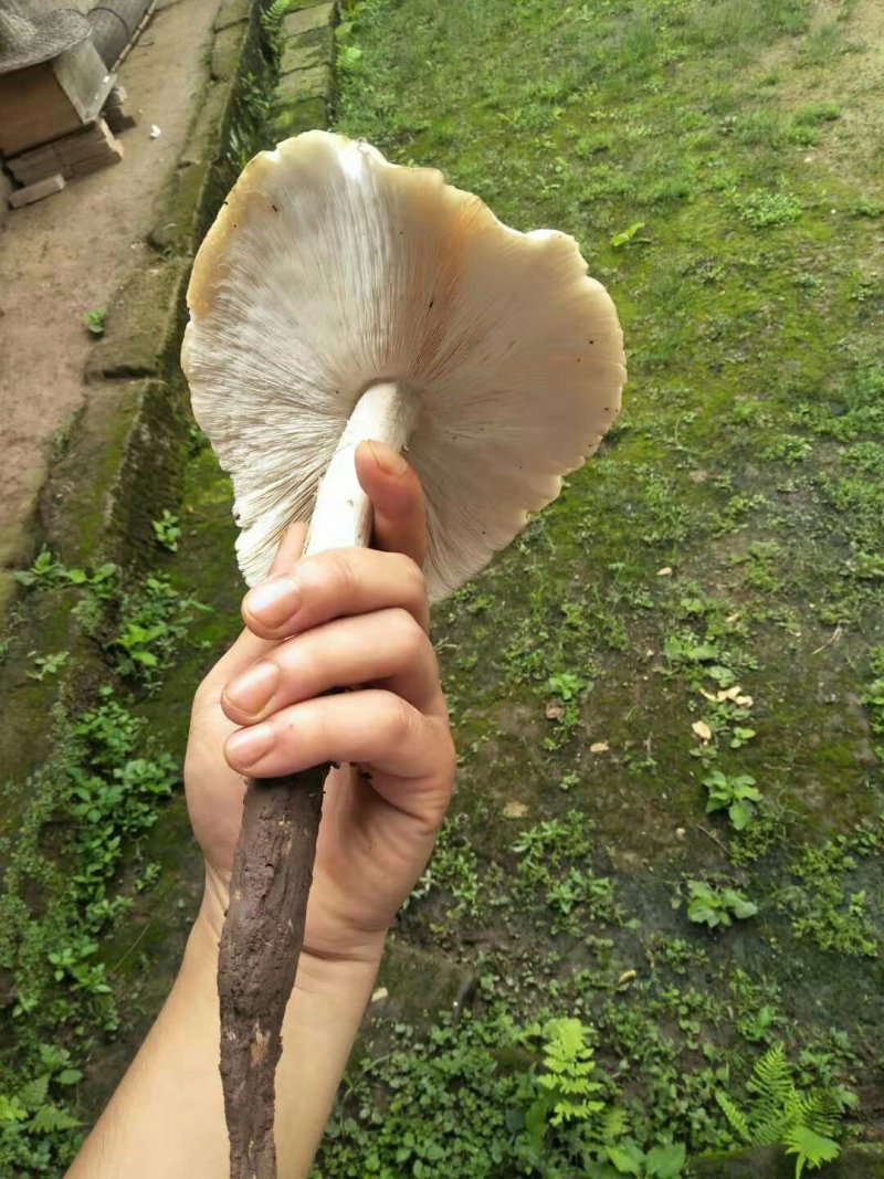 鸡枞菌，全野生，味道极为鲜美，可遇而不可求