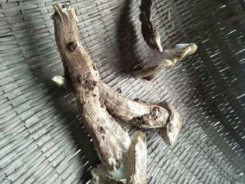 鸡枞菌，全野生，味道极为鲜美，可遇而不可求