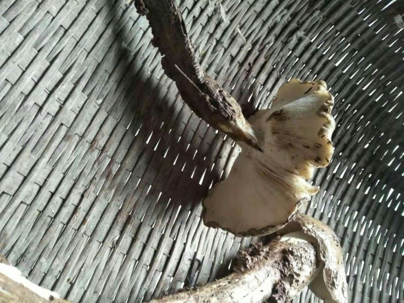 鸡枞菌，全野生，味道极为鲜美，可遇而不可求