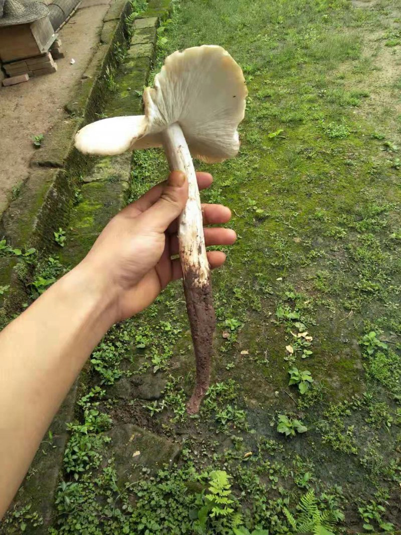 鸡枞菌，全野生，味道极为鲜美，可遇而不可求