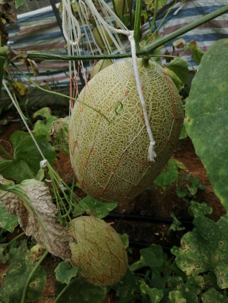 自己种的南方大棚哈密瓜K11