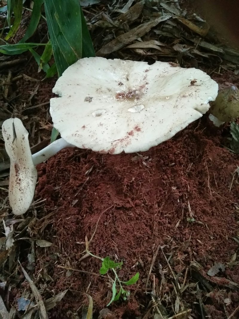 鸡枞菌，全野生，味道极为鲜美，可遇而不可求