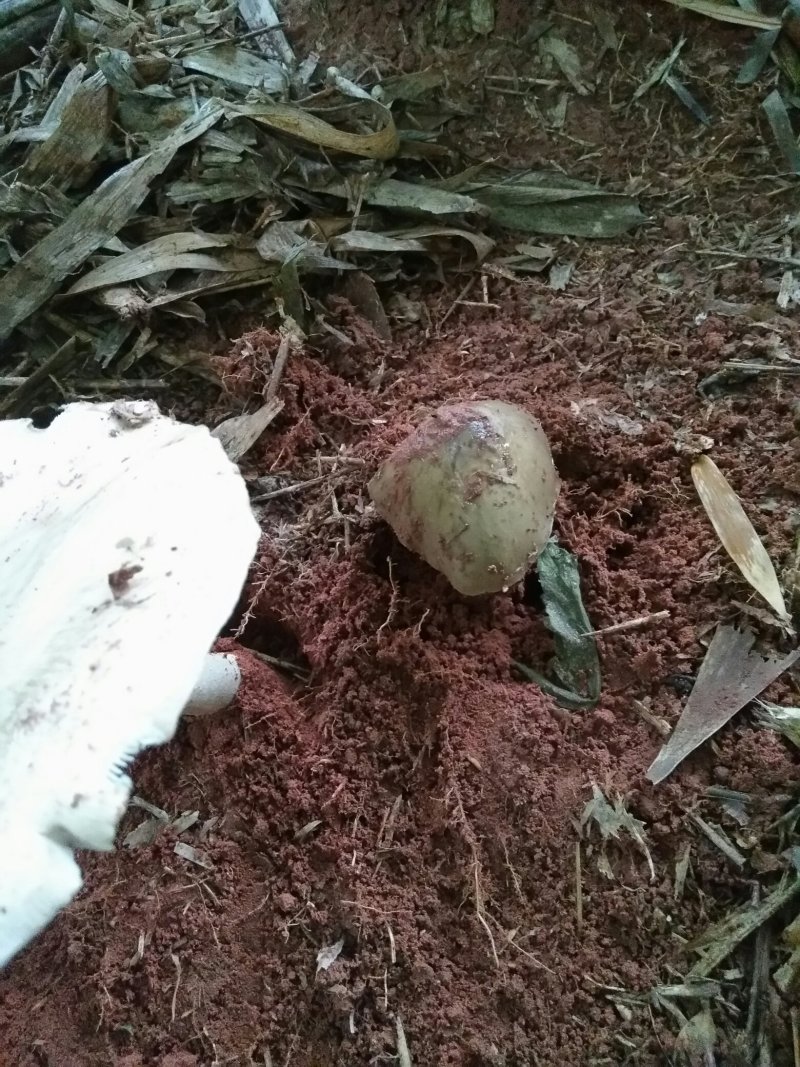 鸡枞菌，全野生，味道极为鲜美，可遇而不可求