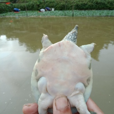 甲鱼苗