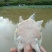 甲鱼苗