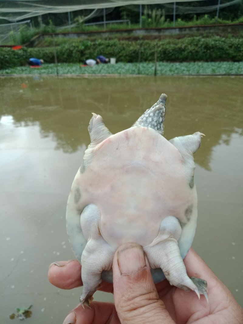 甲鱼苗