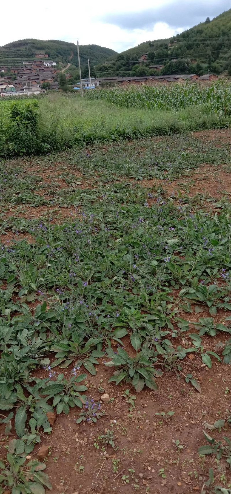 小红参云南鼠尾草紫丹参干货鲜品