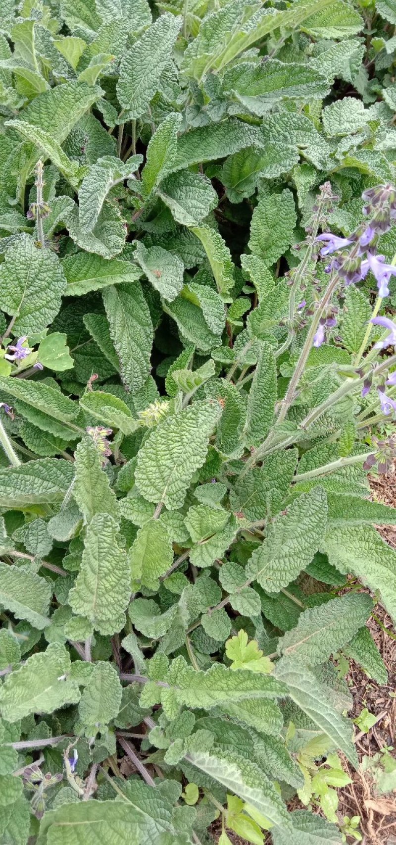 小红参云南鼠尾草紫丹参干货鲜品