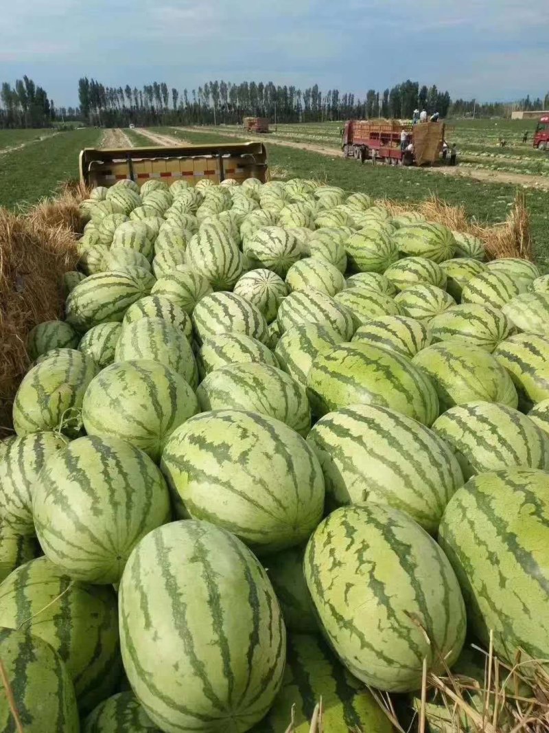 【推荐】优质安农二号西瓜个大耐运输，瓜瓤细脆，发货源头