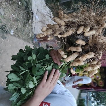 带壳鲜花生，大果，颗粒饱满，品质保证