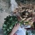 带壳鲜花生，大果，颗粒饱满，品质保证
