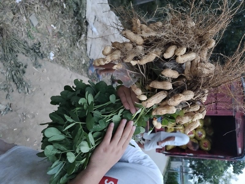 带壳鲜花生，大果，颗粒饱满，品质保证